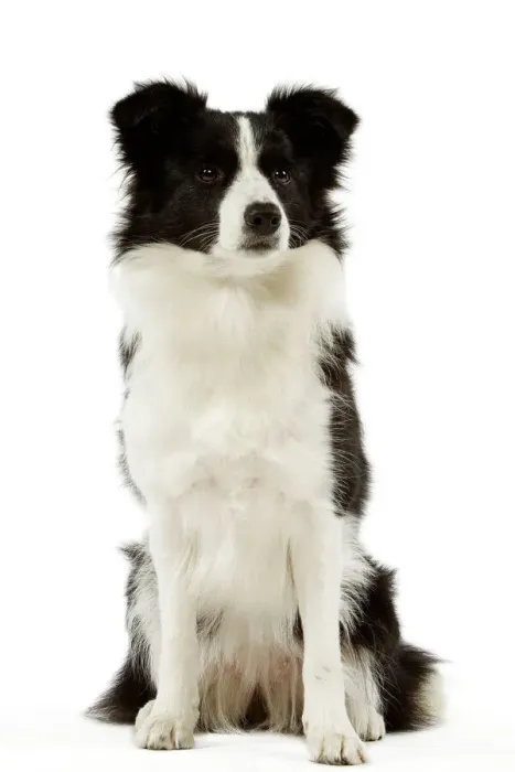 Framed Print : Border Collie Print LA-3526 Framed Print : Border Collie Print LA-3526