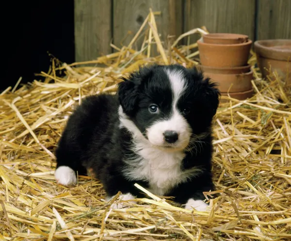 Prints of Border Collie Dog puppy in straw