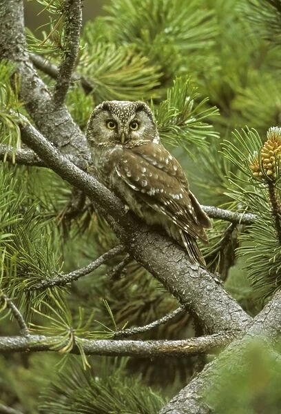 Boreal Owl - In tree - Spain - In Europe breeds in montane pine-pinnee-spruce and birch-old forest stands with beech and coniferous forest - In North America occurs in forest characterized by black and white spruce-aspen and poplar-birch