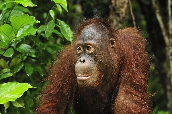 Borneo Orangutan - juvenil - Camp Leakey - Tanjung Puting National Park - Kalimantan - Borneo - Indonesia