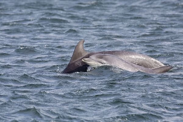 Bottlenose Dolphins - Moray Firth, Scotland, UK