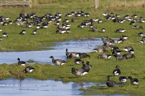 Brent Goose - Large flock of geese grazing on flooded grassland next to the coast. Norfolk, UK