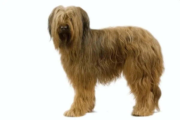 Briard Berger de Brie Dog Print Art Prints, Posters