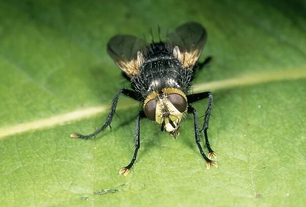 Bristly Fly (Tachinidae) - On leaf UK