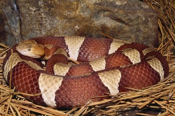 Broad-banded Copperhead Snake - South Central USA