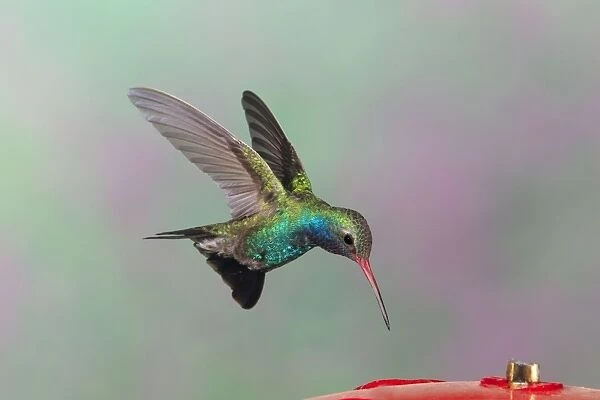Broad-billed Hummingbird. Adult male. Southeast Arizona in March