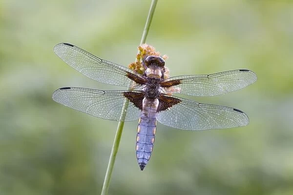 Broad Bodied Chaser - dragonfly resting on vegetation - Cannock Chase - Staffordshire - England