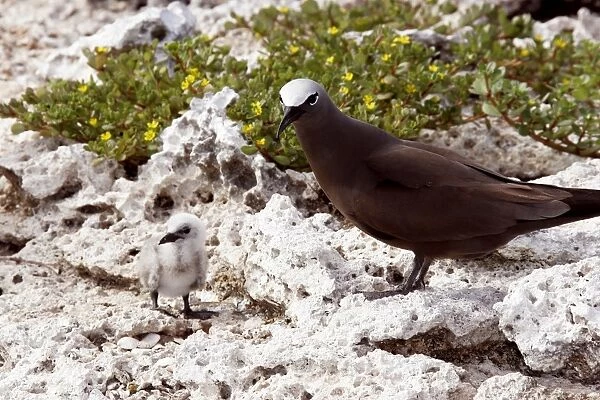 Brown Booby - adult with chick. Indian ocean - Ile du Lys - Iles Glorieuses - Iles Eparses