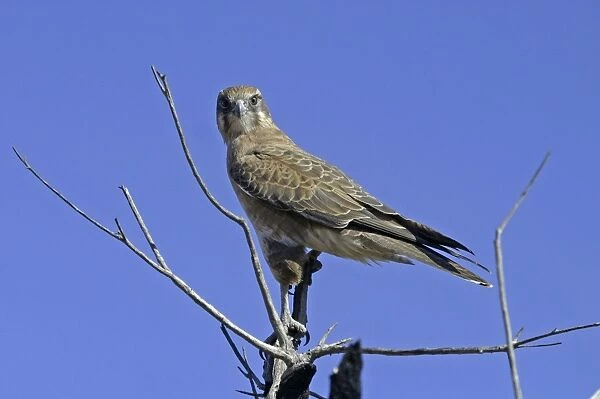Brown Falcon - Newhaven, Birds Australia Sanctuary, Nthn Territory, Australia