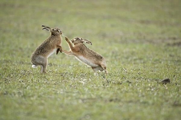 Brown Hares - Boxing - Oxon - UK - February