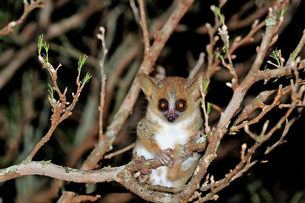 Brown Mouse Lemur - Berenty Private Reserve - Southern Madagascar