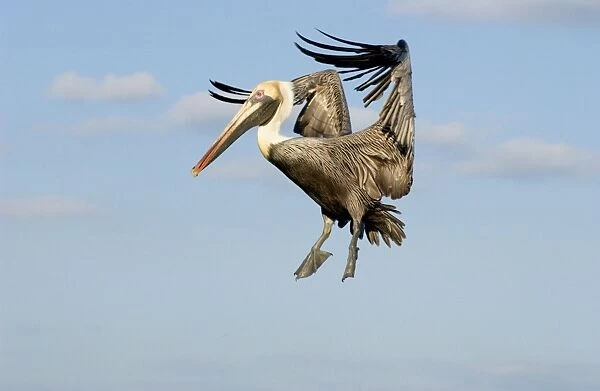 Brown Pelican - In flight, Florida Panhandle, Florida USA