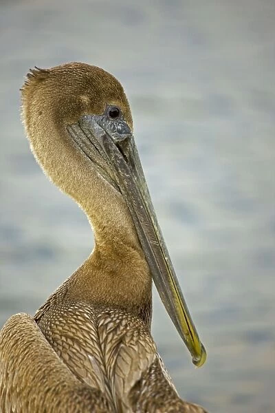 Brown Pelican - Immature - Large dark water bird - Often perches on posts-rocks-boats - Mainly eats rish and crustaceans Louisiana USA