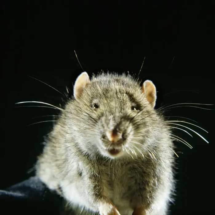 Framed Print : Brown Rat Print AEB-2395