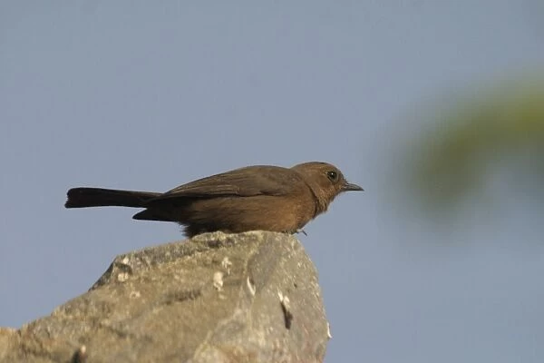 Brown Rock-Chat - Frequents rocky hills, cliffs and old buildings. Photographed on a broken wall in Jaipur, northern India, Asia