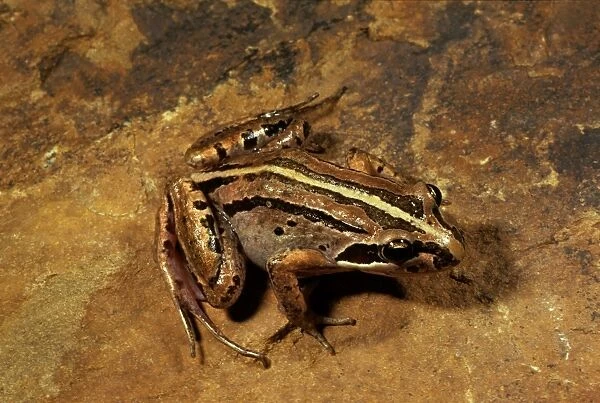 Brown-striped  /  Striped marsh frog