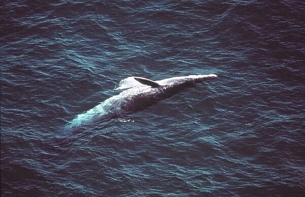 Bryde's Whale AU-1486