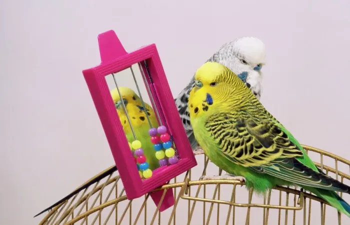 Framed Print : Budgerigar AP-1555 Print