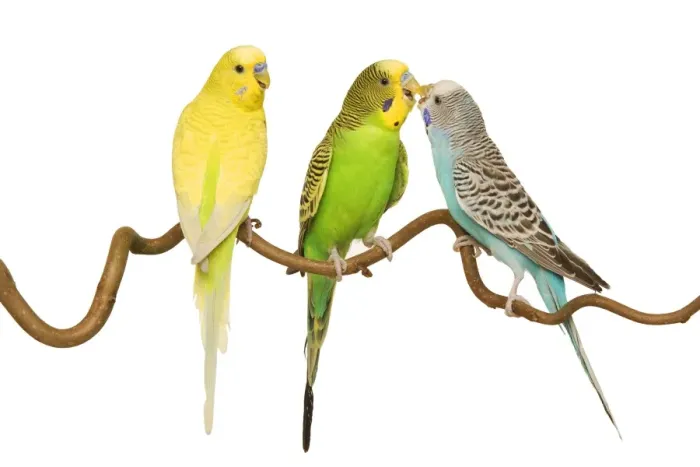 Framed Print : Budgerigars on Branch Print Framed Print : Budgerigars on Branch Print