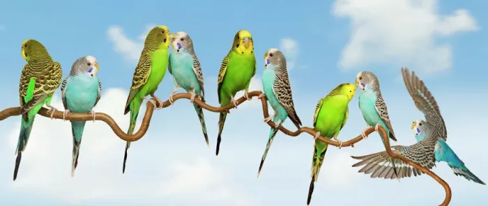 Framed Print : Budgerigar Print - Group Perched on Twig Framed Print : Budgerigar Print - Group Perched on Twig