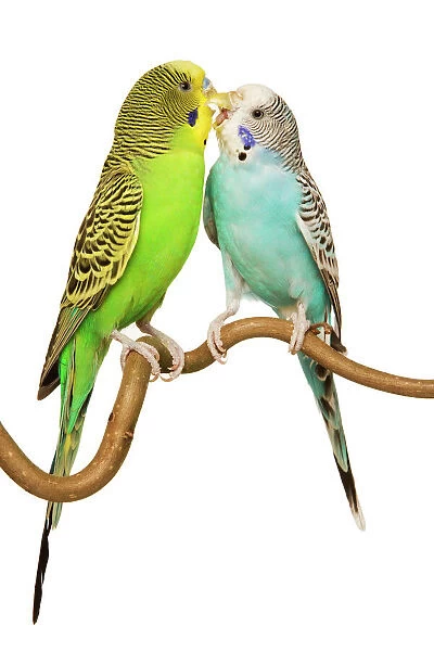 Budgerigars - two on perch