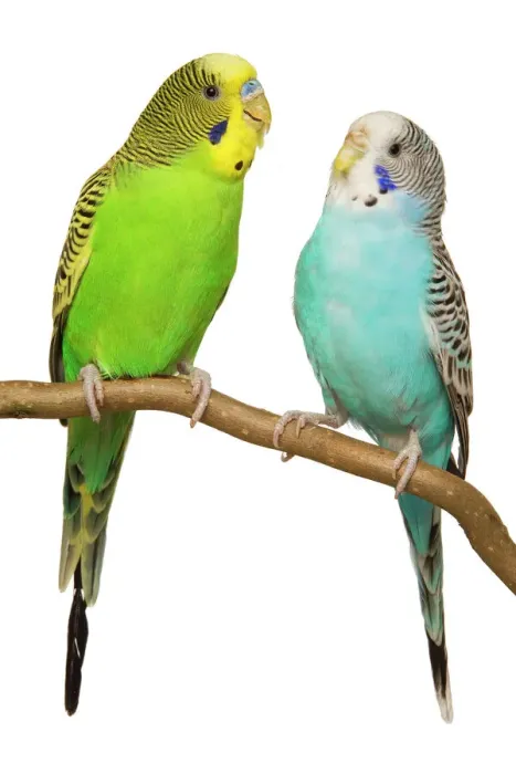 Framed Print : Budgerigars Print on Perch LA-4431 Framed Print : Budgerigars Print on Perch LA-4431