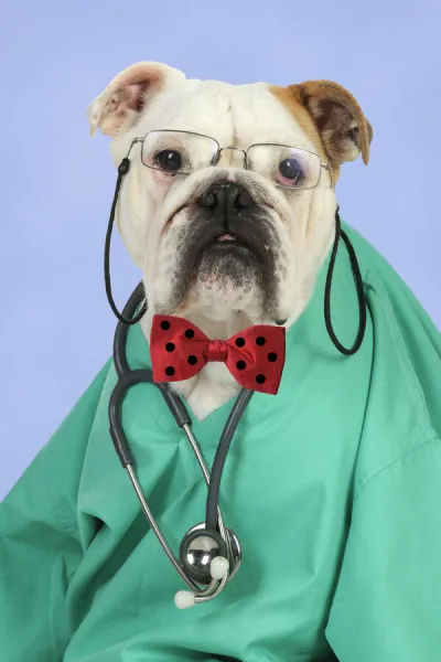 Bulldog in vets scrubs wearing glasses & stethoscope Digital Manipulation: background colour & bow tie