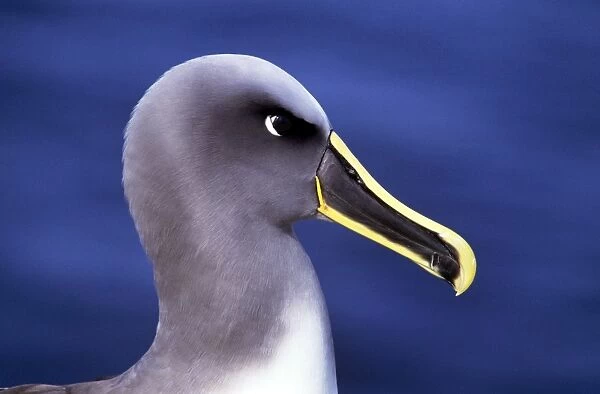 Buller's Albatross - Chatham Island - New Zealand