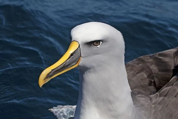 Buller's Albatross - off the Kaikoura Coast, South Island, New Zealand