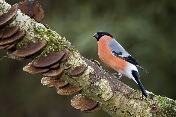 Bullfinch - male on branch with fungi