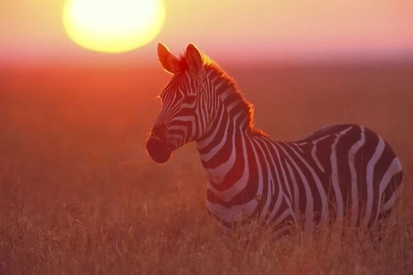Burchell's  /  Plains  /  Common Zebra at sunrise Serengeti Plains of Tanzania. May. 3MB548