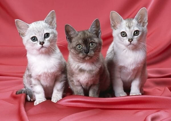 Burmilla Cat - kittens