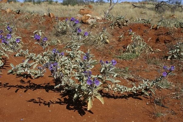 Bush Tomato plant Northern South Australia, Australia