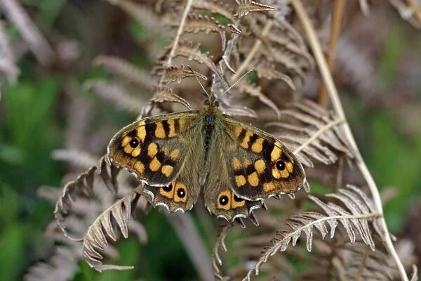 Butterfly Speckled Wood - resting on bracken, Extremadura, Spain