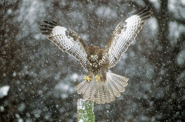 Buzzard - landing on post in snow shower