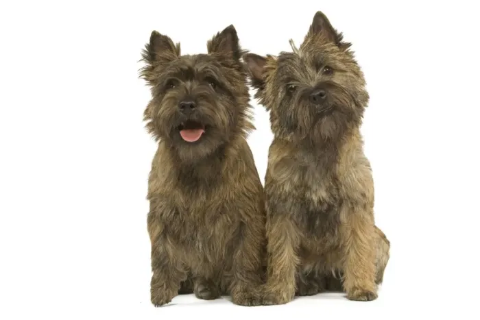 Framed Print : Cairn Terrier Print