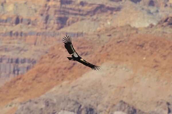 California Condor - in flight near the Vermillion Cliffs - eastern end of Grand Canyon National Park - Arizona - USA _C3A0673