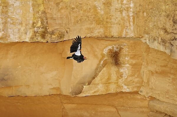 California Condor - with tags - in flight along canyon walls - Marble Canyon (Colorado River) - Grand Canyon National Park - Arizona - USA _C3A9702