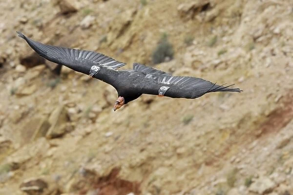 California Condor - with tags - in flight - Marble Canyon - Grand Canyon National Park - Arizona - USA _CXA2507