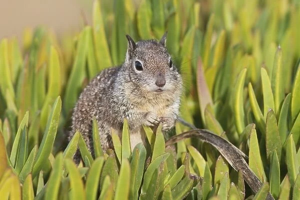 California Ground Squirrel - Lajolla cliffs in San Diego, California, USA in January