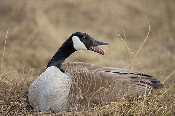 Canada Goose - Female sitting on nest