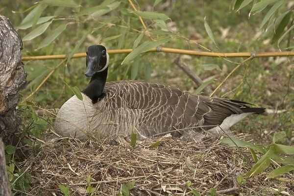 Canada goose, on nest, Branta canadensis, Maryland