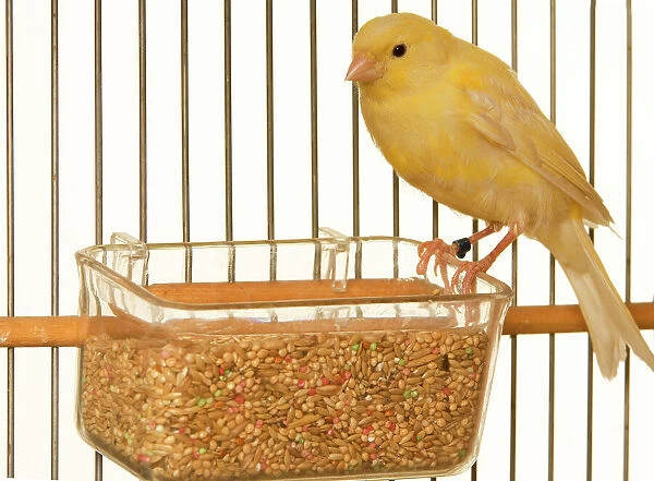Canary - in cage with seeds