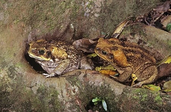 Cane  /  Giant  /  Marine Toad - pair on rainforest floor, introduced to Australia in 1935, North Queensland, Australia JPF27768