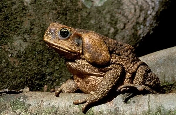Cane /  Giant  /  Marine Toad - On rainforest floor - North Queensland - Australia JPF27776