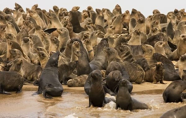 Cape Fur Seals Pelican Point Colony Walvis Bay, Namibia, Africa