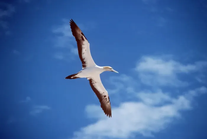 Framed Print : Cape Gannet Print: A Sula capensis Bird Framed Print : Cape Gannet Print: A Sula capensis Bird