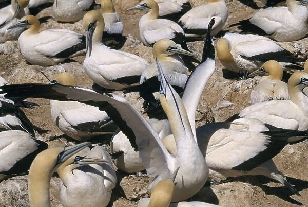 Cape Gannet - 'sky pointing' This gesture at the nest signals its intention to leave the nest & tells the other parent to stay which prevents both flying off together by chance