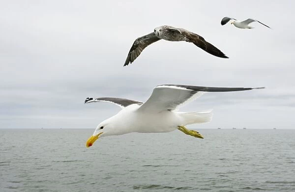 Cape  /  Kelp Gull - Two adults and a juvenile in flight over the ocean Namibian Coast- Namibia- Africa