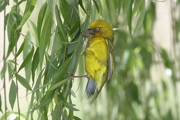 Cape Weaver - collecting nest material Cape province. South Africa